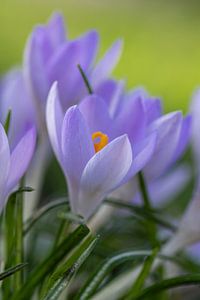 Krokus