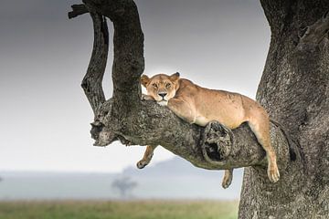 Löwe im Baum