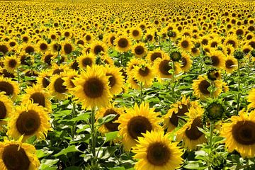 Sonnenblumenfeld von Kurt Krause