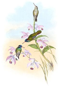 Zwart-eared kolibrie, John Gould van Hummingbirds