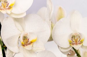 orchids by Adriaan Westra