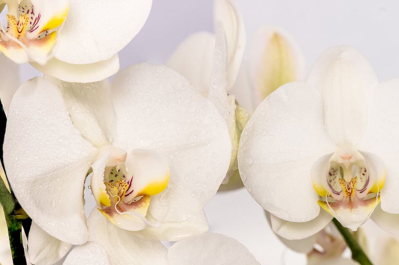 Orchideen von Adriaan Westra