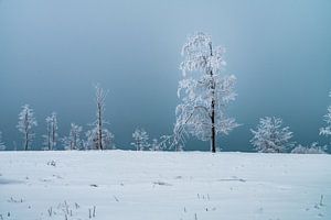 Eenzaam en besneeuwd van Joris Machholz