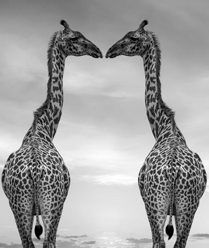 Giraffes black and white
