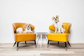 two little dogs sitting on armchairs by Markus Gann