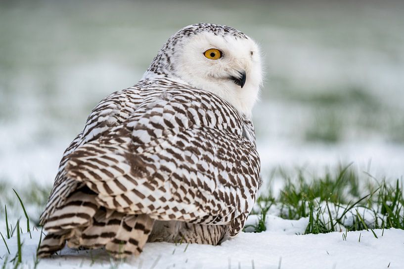 Harfang des neiges dans un champ d'herbe enneigé par Durk-jan Veenstra