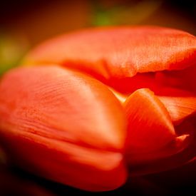 Orangefarbene Tulpe von FotoGraaG Hanneke