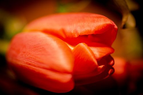 Orangefarbene Tulpe