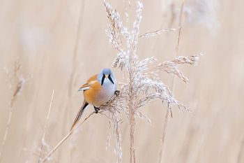 bearded man on a frost-covered reed plume.
