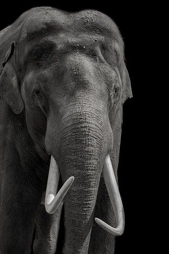 Afrikaanse Olifant, met slagtanden
