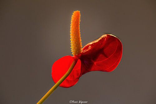 Anturium