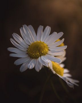 Gänseblümchen im Sonnenlicht dunkel und stimmungsvoll von Sandra Hazes