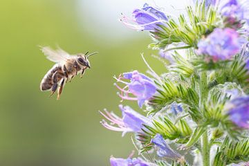 Abeille en approche sur Dennis Eckert