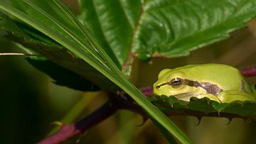 Der Laubfrosch rastet zu spät ein von Geert Perdaens