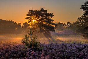 Sunrise at Brunssummer Heide / Heather Landscape