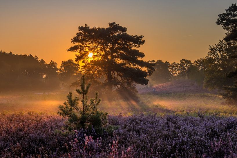 Sunrise at Brunssummer Heide / Heather Landscape von Maurice Meerten