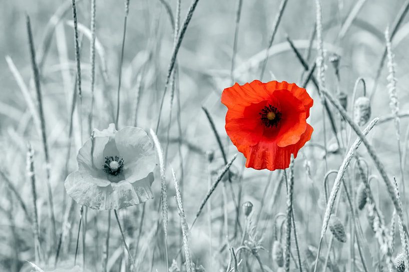 all in red by Thomas Riess