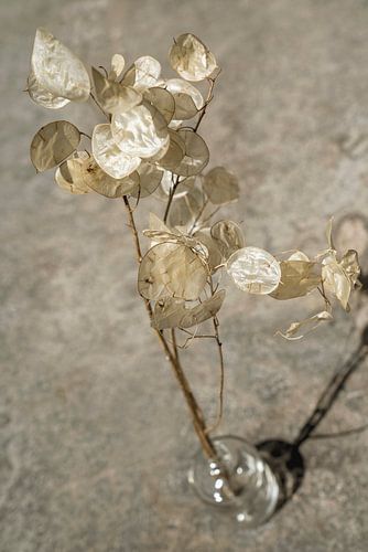 Judaspenning. Basic Goud.