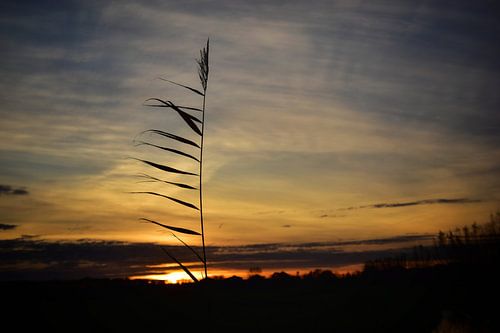 Rietstengel bij zonsopgang van Monique Verlouw