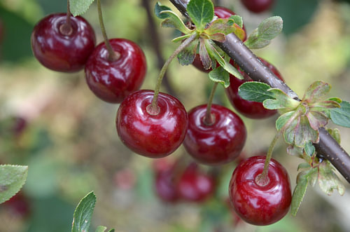 5 fresh cherries on a twig with a soft green background