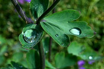 Regentropfen - Sparkling Drops von Christine Nöhmeier