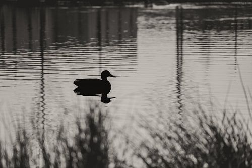 Een eend in een Lijnenspel (zwart-wit) van Images by Saskia - Foto & Film