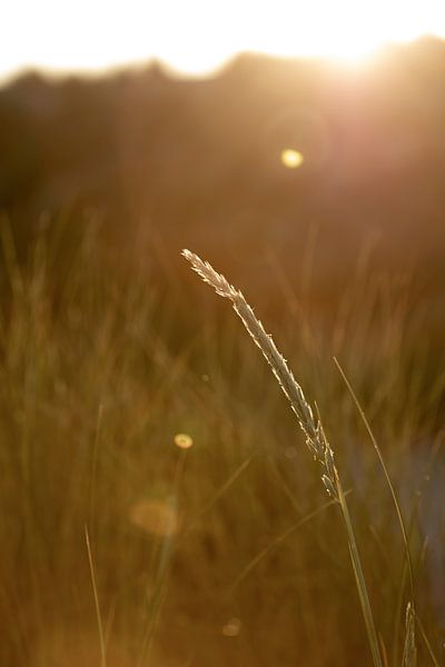 Herbe des dunes dans la lumière du soleil en été sur une île des Wadden | photo de nature | style ca par Karijn | Fine art Natuur en Reis Fotografie