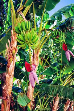 Tropische bananenpalmboom in de jungle van Abstrakt Art