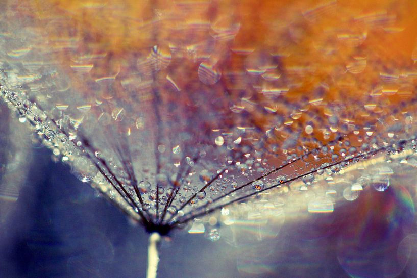 dandelion with drops,, uitgebloeide paardenbloem met druppels by Els Fonteine