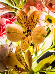 Orchideenblüte im Gegenlicht - farbige Blumenpracht