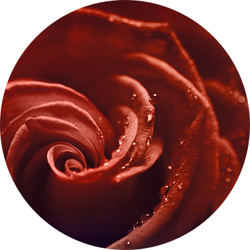 Rode roos met dauwdruppels van Elianne van Turennout