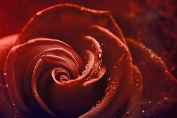 Rode roos met dauwdruppels