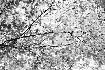 Canopée en noir et blanc - photographie de nature sur Christa Stroo photography