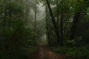 Waldweg von Judith Linders