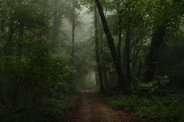 Waldweg von Judith Linders