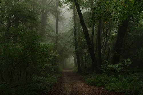 Forest path by Judith Linders