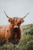 Scottish Highlander