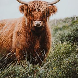 Schotse Hooglander van Claire Groeneveld