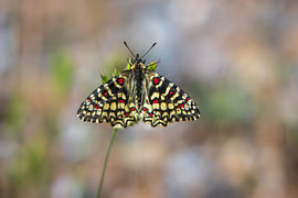 Spanish pipevine butterfly – Zerynthia rumina by Dick Hoogenboom