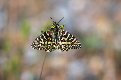 Spanish pipevine butterfly – Zerynthia rumina
