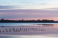 Sunrise Vinkeveen Botshol! by Peter Haastrecht, van thumbnail