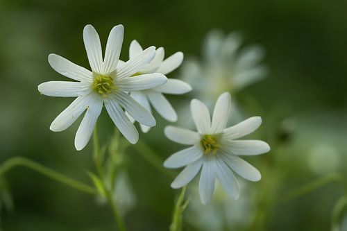 Daisy