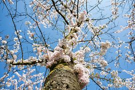 Cherry blossom by Kees Westdijk