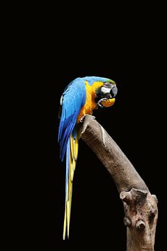 parrot sur hako photo