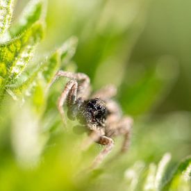Petite araignée sur une ortie sur MdeJong Fotografie