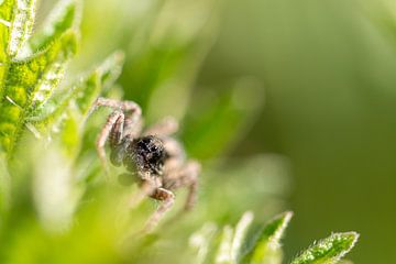 Klein spinnetje op een brandnetel van MdeJong Fotografie