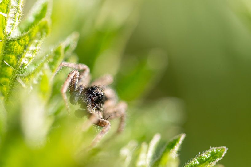 Kleine Spinne auf einer Brennnessel von MdeJong Fotografie