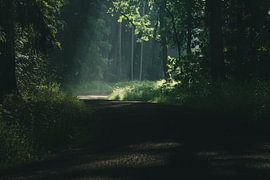 Wald