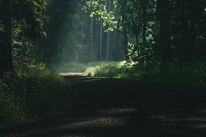 Wald