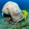 grazing manatee by thomas van puymbroeck